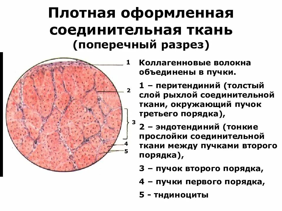 Плотная оформленная ткань. Плотная оформленная соединительная ткань препарат гистология. Волокнистая соединительная ткань плотная оформленная неоформленная. Сухожилие в поперечном разрезе гематоксилин-эозин. Плотная волокнистая оформленная соединительная ткань препарат.