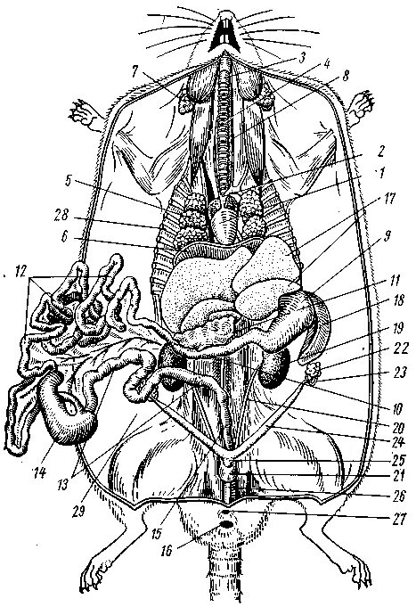 Внутренняя мышь. Расположение внутренних органов самки крысы. Строение внутренних органов крысы. Общее расположение внутренних органов крысы. Общая топография внутренних органов крысы.
