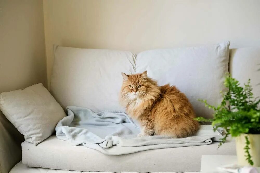 Кошка гадит на кровать что делать. Котокровать. Cat Sofa. Кот гадит на кровать. Котик владеет домом.