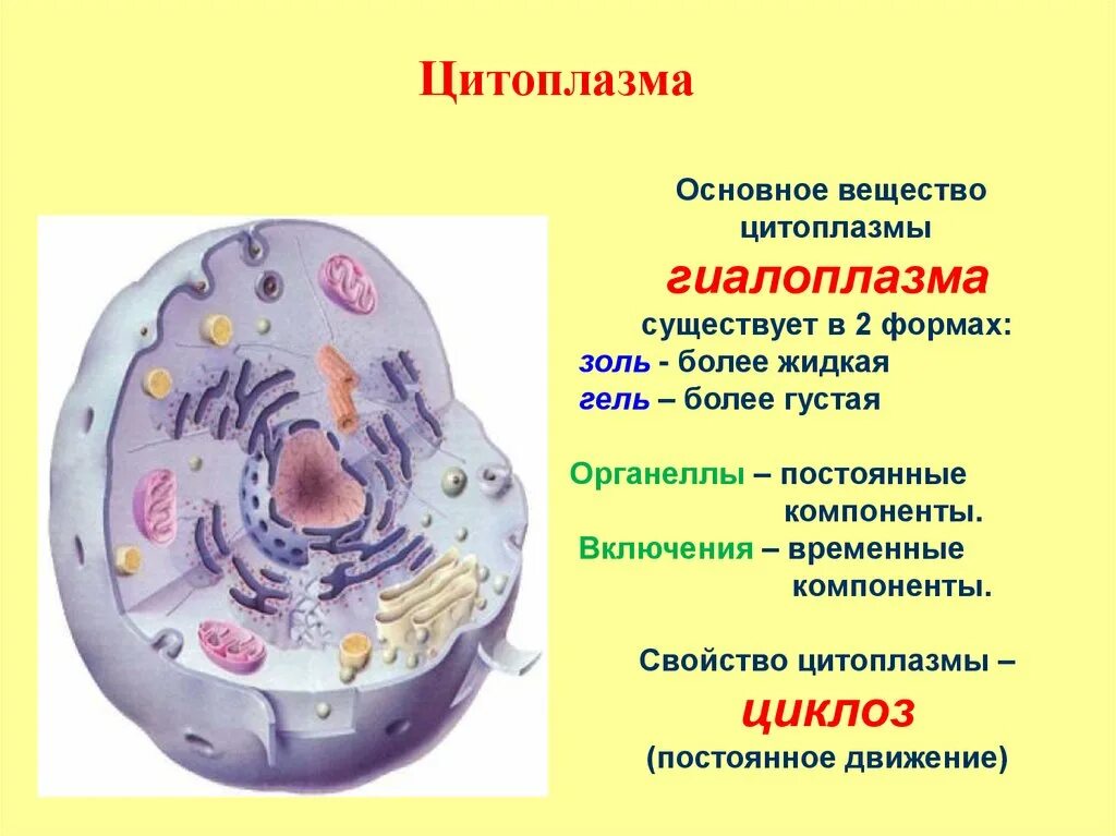 Строение цитоплазмы растительной клетки. Клеточная структура цитоплазмы. Цитоплазма рисунок строение функции. Строение цитоплазмы клетки. Строение клетки функции цитоплазмы