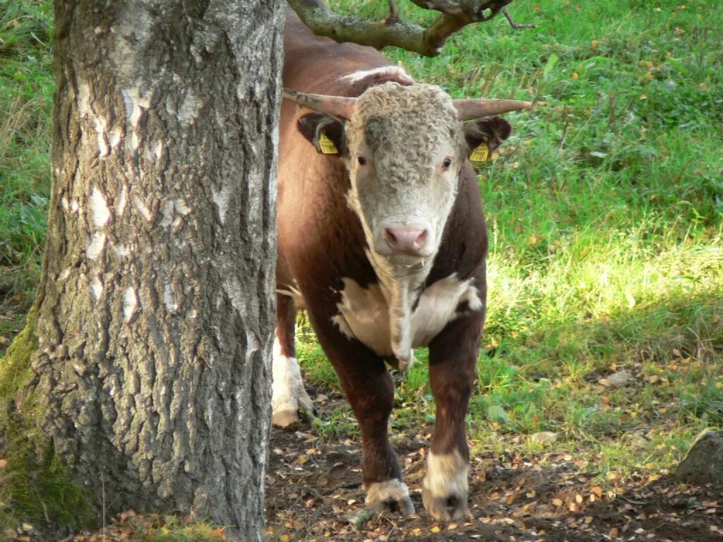 Мандалонг спешилс. Бык самец. Молодой бык. Бугай бык. Бугай бык.
