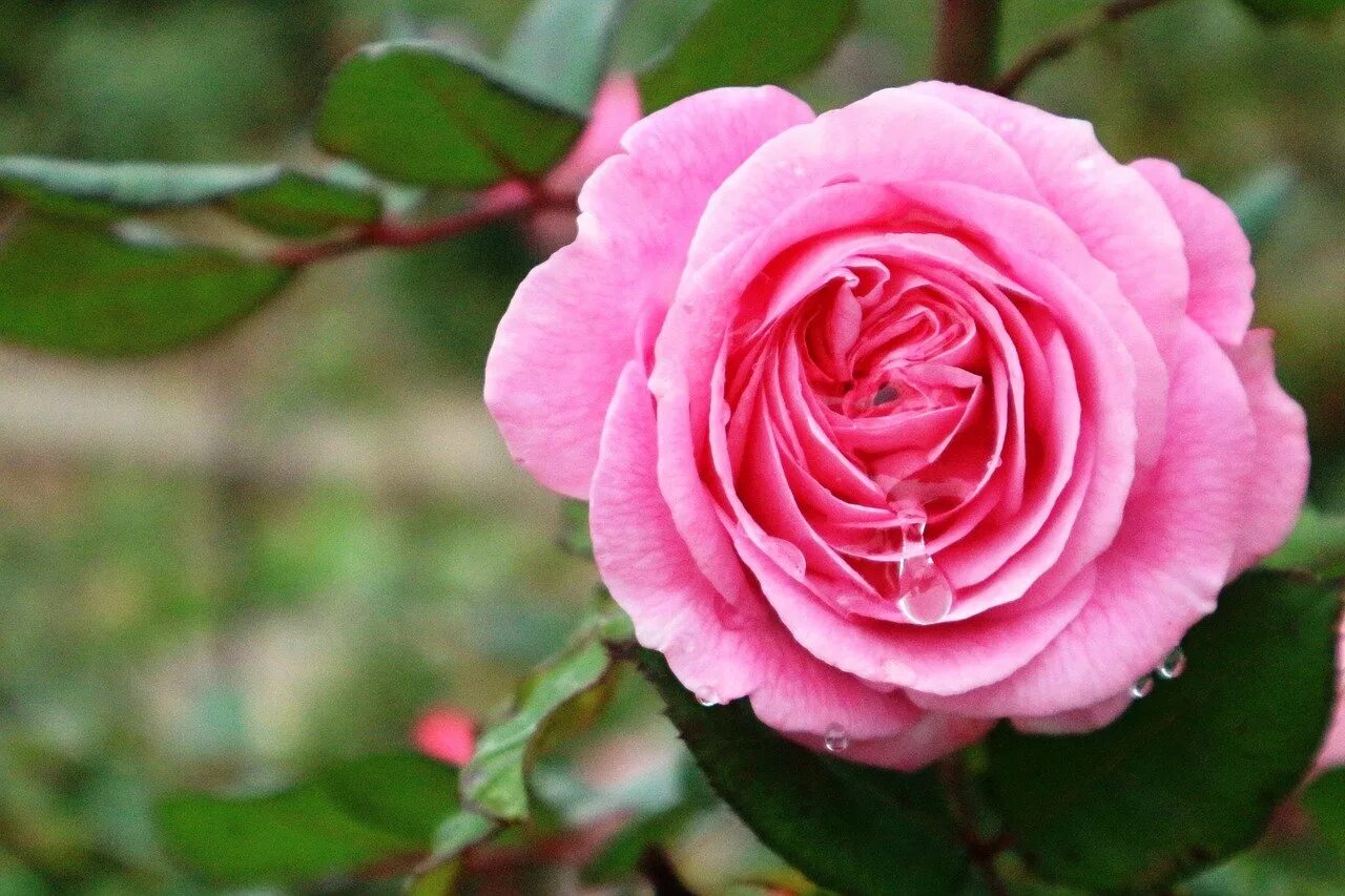 с днём рождения розы. Nice rose. роза розита. темы розы. Nice rose.