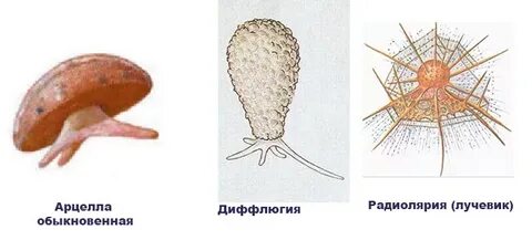 К раковинным амебам относятся