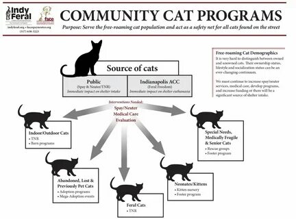 Cat partners