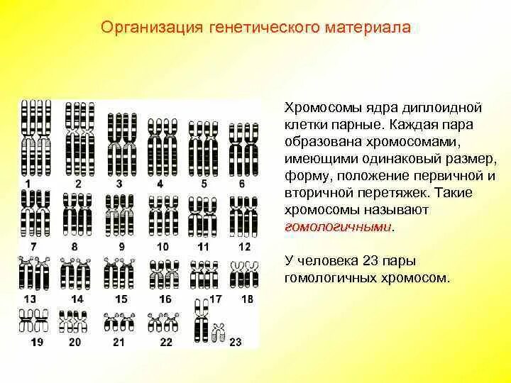 Какие хромосомы человека имеют вторичные перетяжки. Хромосомная карта конспект. Номера хромосом со вторичной перетяжкой. Какая пара хромосом имеет вторичную перетяжку. Наследственный материал хромосомы