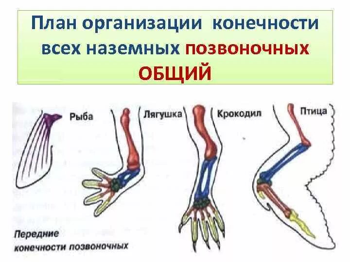 Схема строения конечностей наземного позвоночного. Конечности наземных позвоночных. Передние конечности позвоночных. Конеяеости наземное типа. Скелет парных конечностей