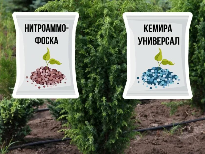 Удобрения для хвойников весной. Посадка можжевельника весной. Удобрение весеннее. Можжевельник удобрение осенью. Удобрения для можжевельника весной.