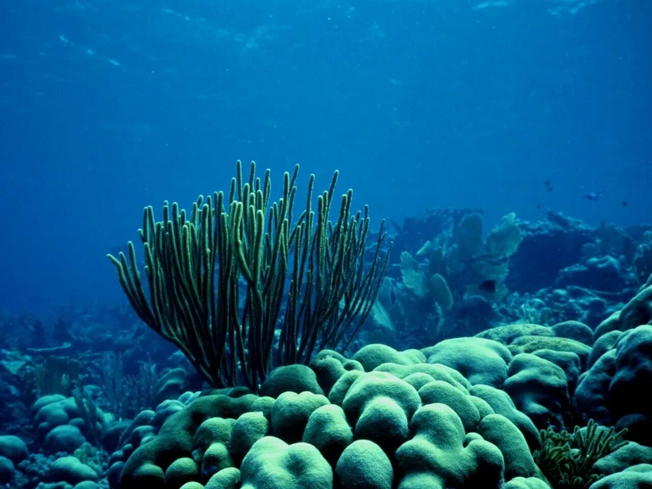 Самые большие водоросли. Посидония океаническая. Дно моря. Дно океана. Подводный мир.