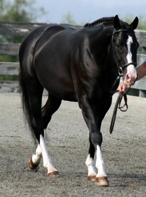Рассмотрите фотографию коричневой лошади с черными ногами. Вороная лошадь с проточиной. вороная лошадь с белой проточиной. кобыла черная с белыми ногами. вороной конь с белыми носочками.