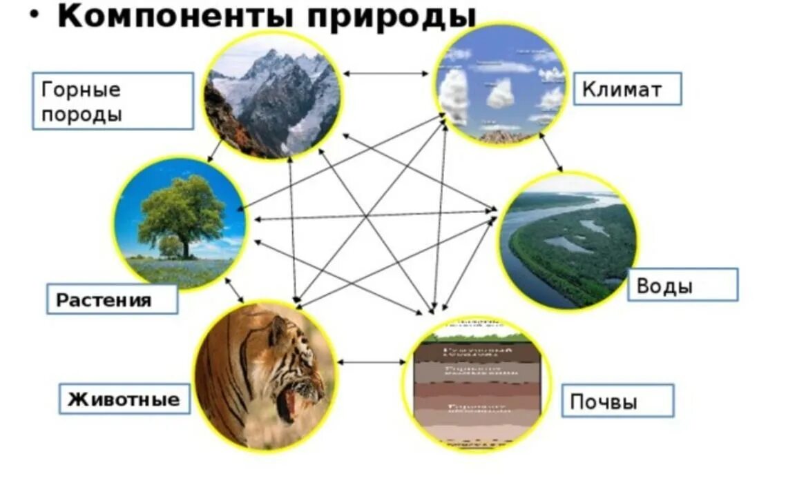 Природные компоненты. Компоненты природного комплекса. Взаимосвязь природных компонентов. Элементы природного комплекса