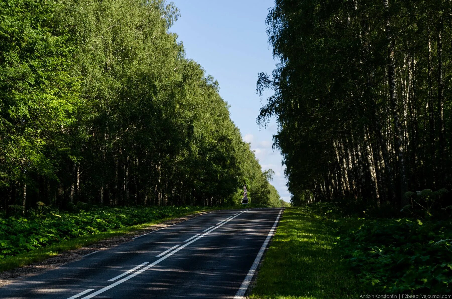 Лес вдоль дороги Курск. Лесная дорога Брянская область. Псков сосны вдоль шоссе. Деревья вдоль трассы.