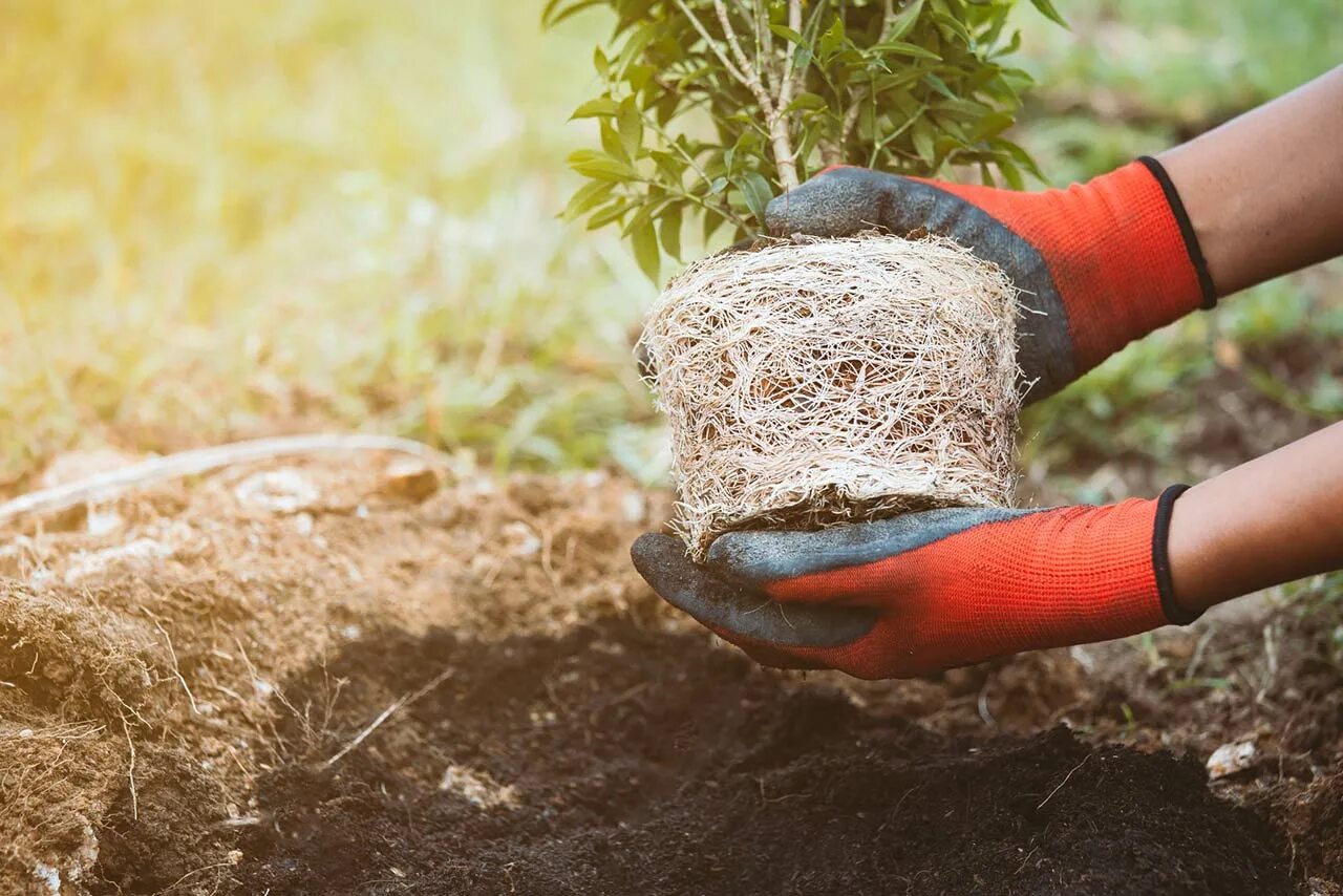 Planted area. Planting Trees. Посадка деревьев от пыли. Tree planting Gloves. Инструменты для работы с почвой у экологов.