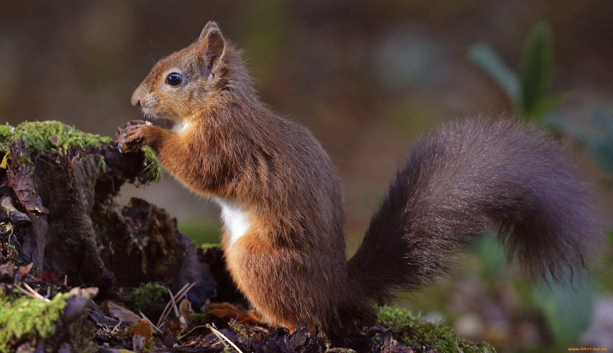 Белка смешанный лес. Белка смешанный лес. Лесные белки. Жители леса. Лесные животные белка с бельчатами.