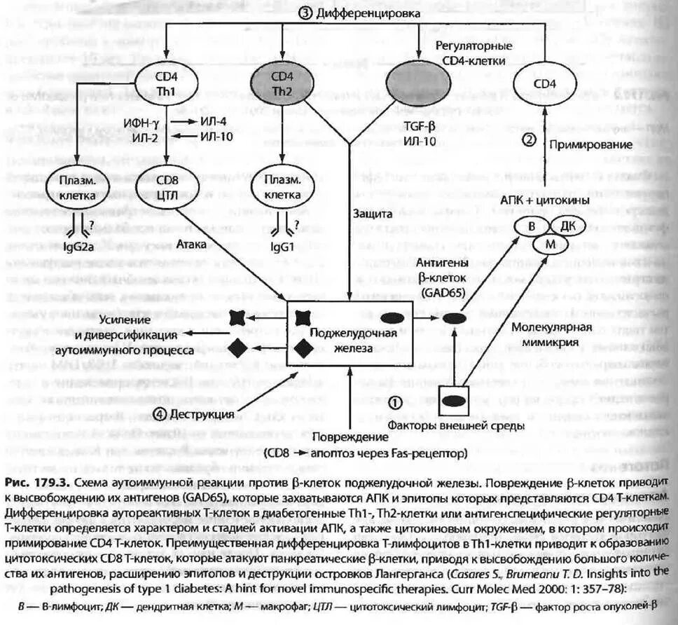 Дифференцировка лимфоузла. Антиген независимая дифференцировка в лимфоцитов. Что означает дифференциация. Дифференцировка b лимфоцитов в плазматические клетки и клетки памяти. Дифференцировка опухоли патанатомия.