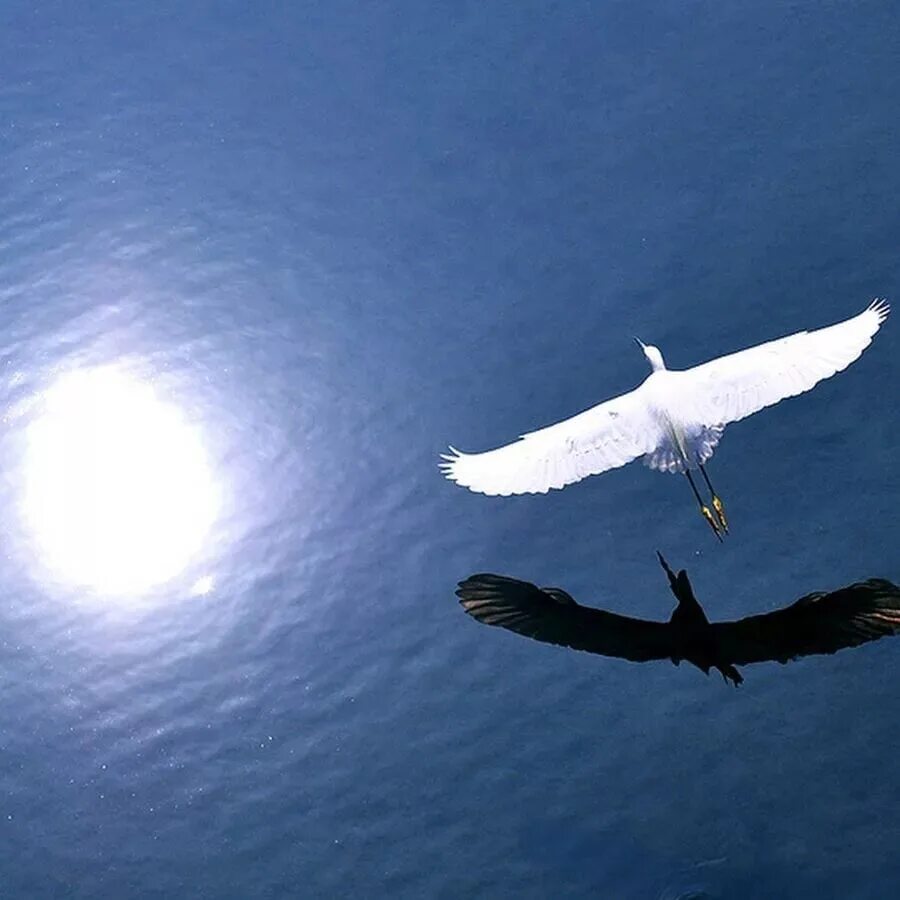 Птицы в небе. Особенности полета птиц. Птицы в движении. Виды перелета птиц. Крылья летящей птицы совершают колебания в воздухе.