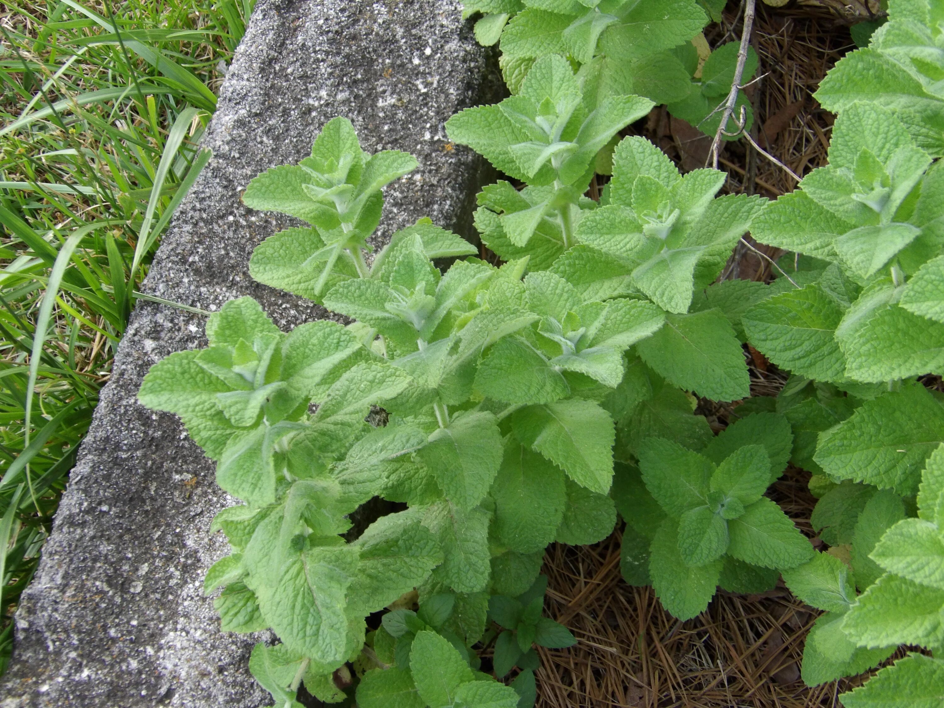 Трава пахнущая мятой. Mentha suaveolens. Мята круглолистная Mentha suaveolens. Мята круглолистная ( Méntha suaveólens). Мята крупнолистная Ananasminze.