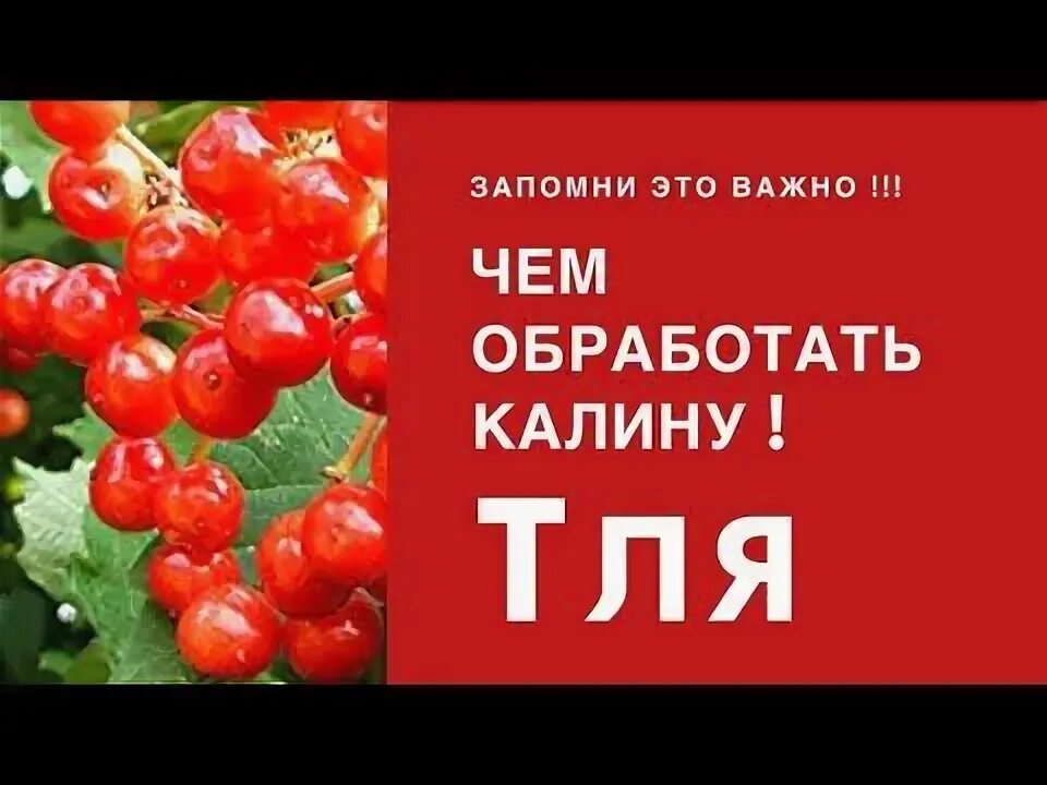 Как обрабатывать калину. Обработать калины от тли. чем обработать.калину. чем обработать куст калины от тли. как избавиться от тли на калине.