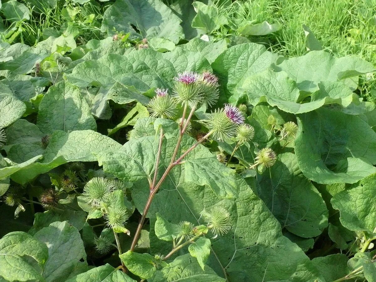 Лопух название. Лопух большой Arctium Lappa. Плоскуша сорняк. Репейник сорняк. Сорняк бурьян.