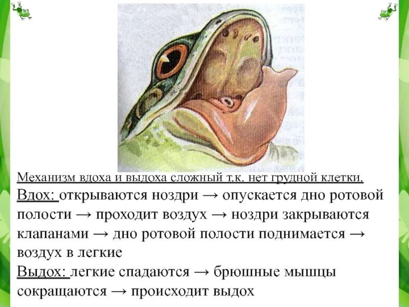 Полость земноводных