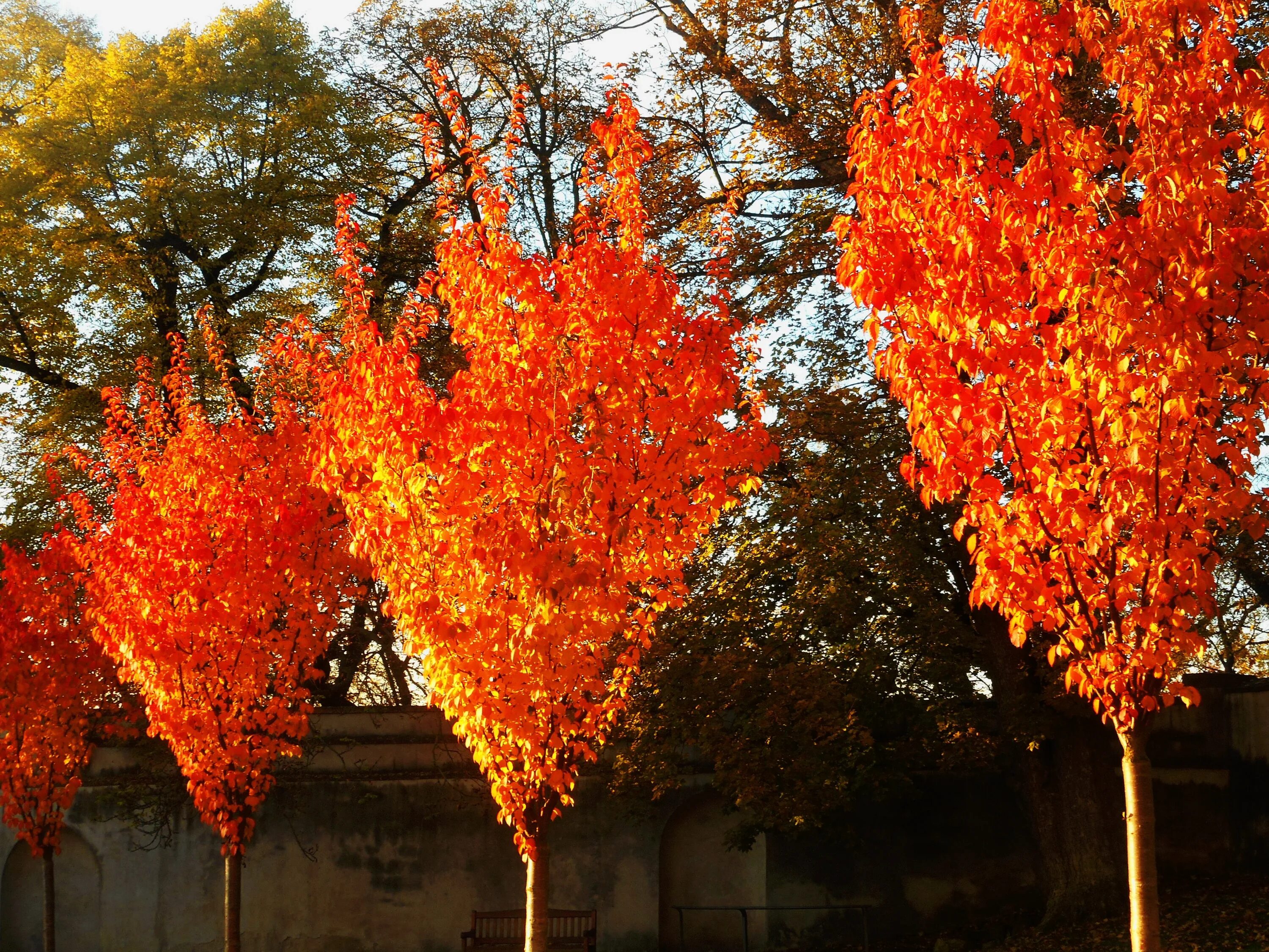 Осеннее дерево. Осенние разноцветные деревья. Разноцветное дерево. Оранжевое дерево.