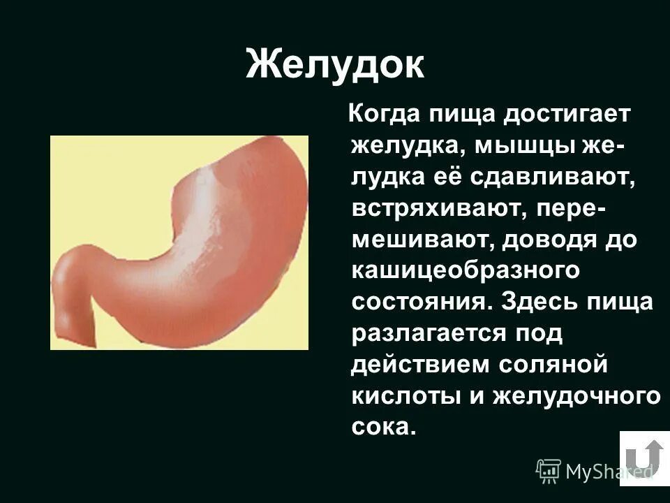 соляная кислота в составе желудочного сока. концентрация соляной кислоты в желудочном соке. функции соляной кислоты желудочного. кислота в желудочном соке. сольнапя кислта вжелуде.