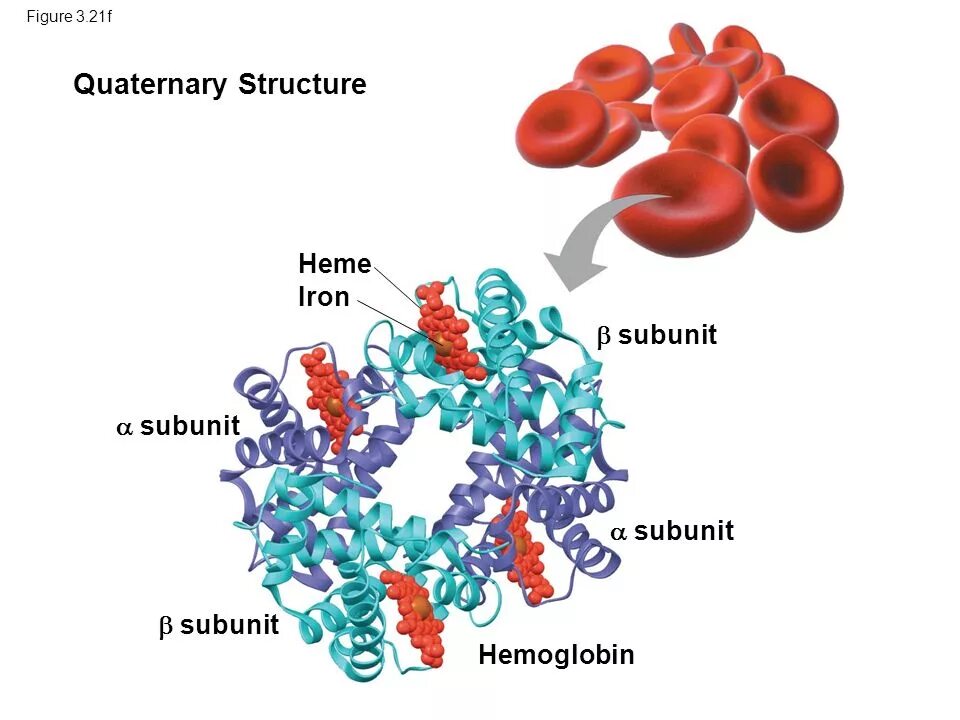 10 5 г белки 3. Hemoglobin "Barts" structure Protein. Hemoglobin subunit Beta. Hemoglobina Gower II.
