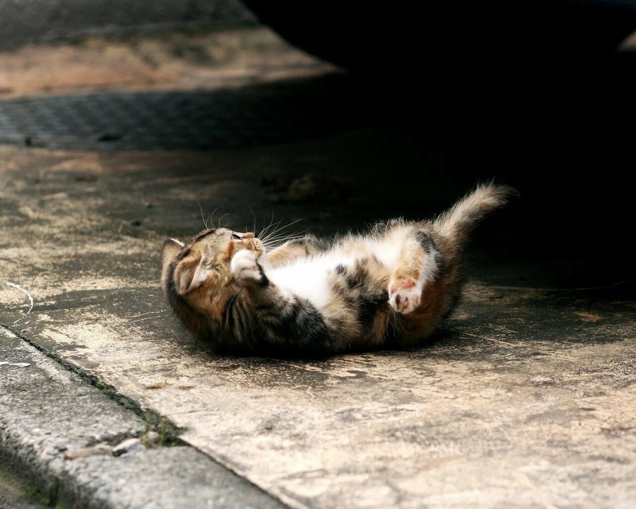 Упавший кот. Котенок падает.