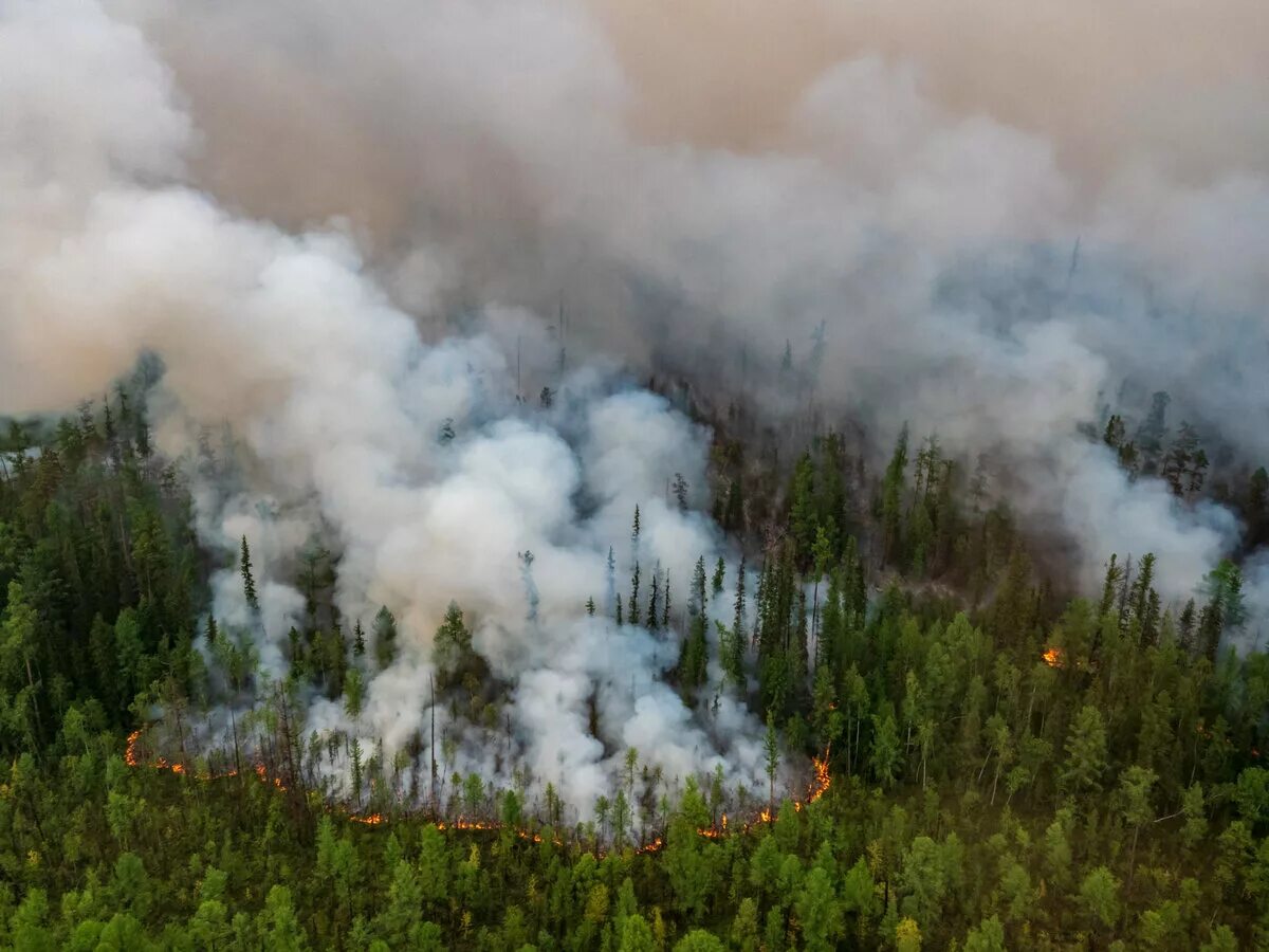 Лесные пожары в сибири 2020. Лесоторфяные пожары. Лесные пожары 2019 года. Лесные пожары в сибири в июне сентябре 2019. Пожар в лесном массиве.