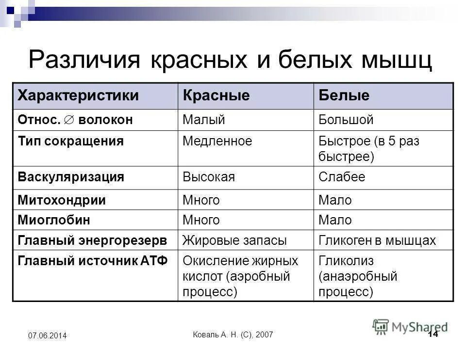 Различия быстрый и медленный мышечных волокон. Сравнительная характеристика белых и красных мышечных волокон. Характеристики медленных мышечных волокон. Разница медленных и быстрых мышечных волокон.