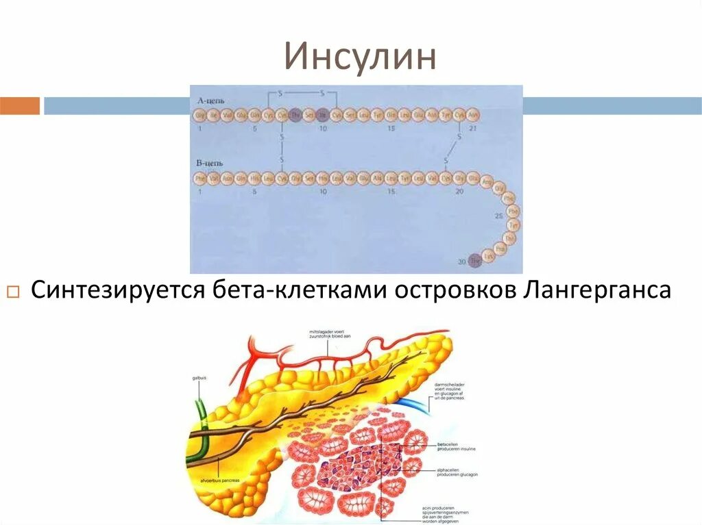 Инсулин. Бета клетки инсулин. Бета клетки островков Лангерганса.