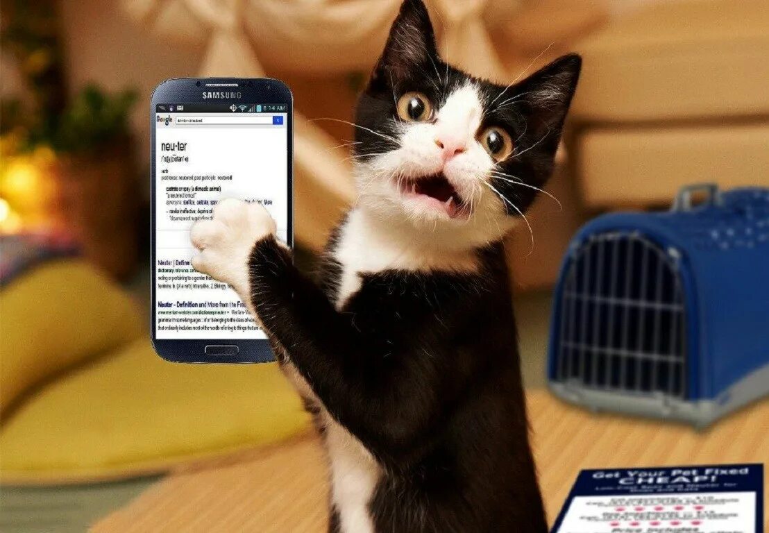 5 говорящих кошек. Кот с телефоном. Кошечка с телефоном. Картинки кошек на телефон. Кот с айфоном.