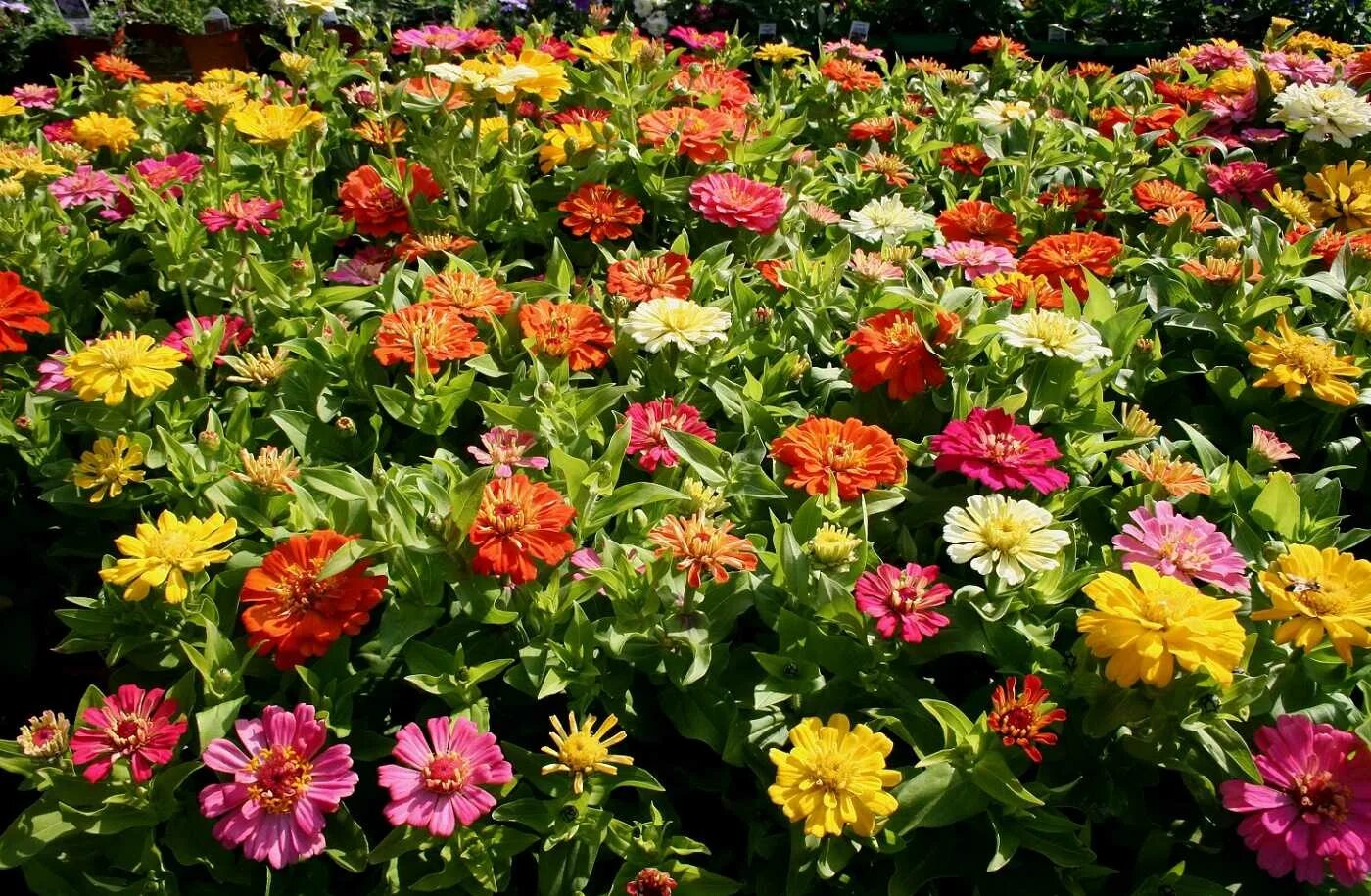 Циния шортстаф микс. Тополино циния скарлет. Циния выращивание и уход в открытом грунте. Циния сияние. Циния глориеншайн.