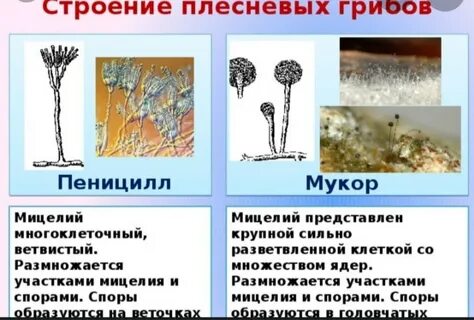 Чем отличается гриб мукор от пеницилла