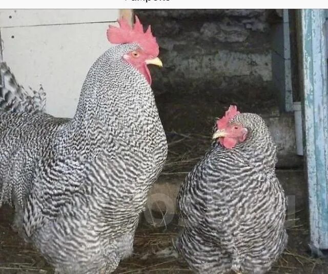 The Best Egg Laying Chickens For Your Homestead Homestead Chickens Best egg layi
