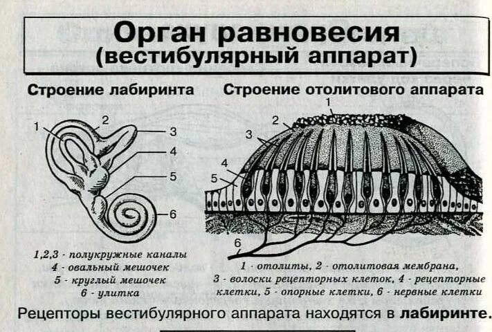 Клетки равновесия. Внутреннее ухо отолитовый аппарат. Орган равновесия преддверие полукружные каналы. Строение вестибулярного аппарата схема. Строение внутреннего уха отолитовый аппарат.