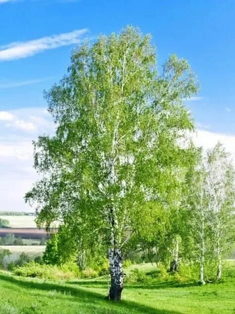 Береза летом явление природы. Береза в полный рост. красивая береза.