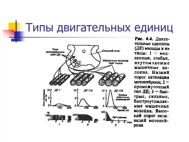 Виды моторных единиц. Виды моторных единиц. Классификация двигательных единиц физиология. Понятие о двигательной единице. Виды и типы двигательных единиц.