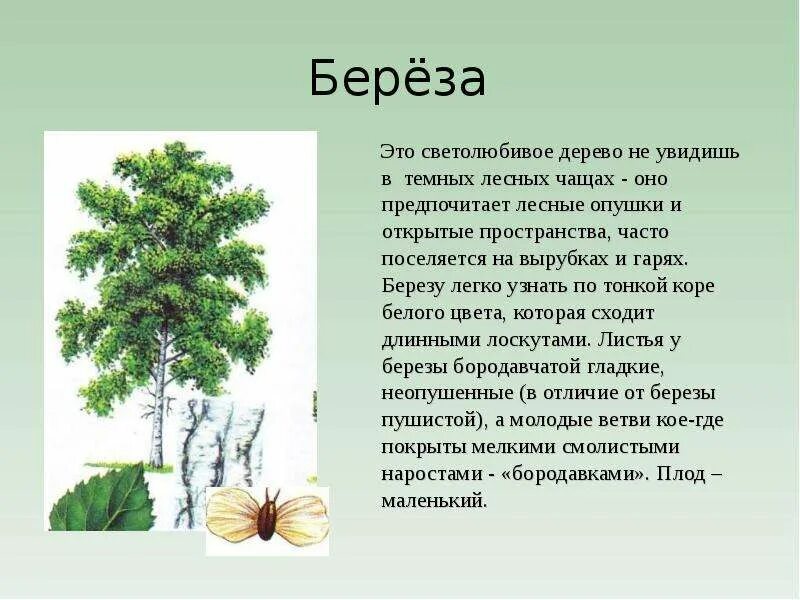 Описание деревьев для детей. Описание березы. дерево для презентации. сообщение о дереве. о берёзе кратко.