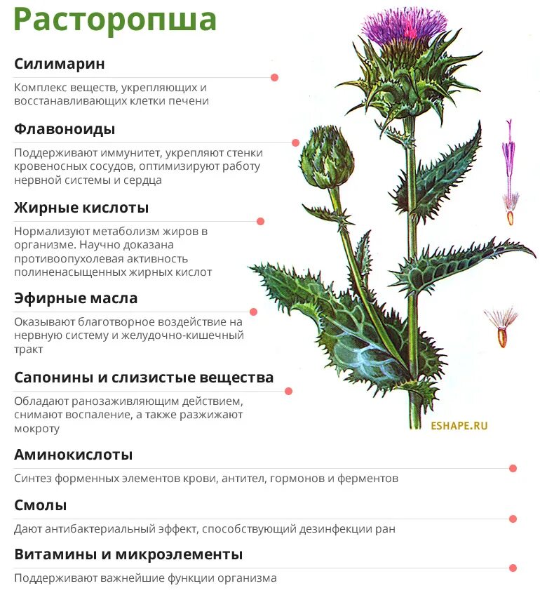 Расторопша пятнистая польза. Расторопша растение описание. Расторопша пятнистая лекарственное растение. Чертополох характеристика растения. Расторопша витамины состав.