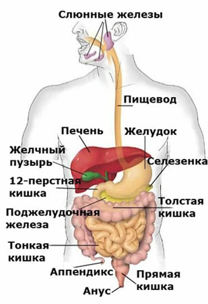 Органы пищеварения органы пищеварительного тракта. Пищеварительная система желчный пузырь анатомия. Желудочно-кишечный тракт человека анатомия. Система пищеварения человека схема поджелудочная железа. В каком боку печень