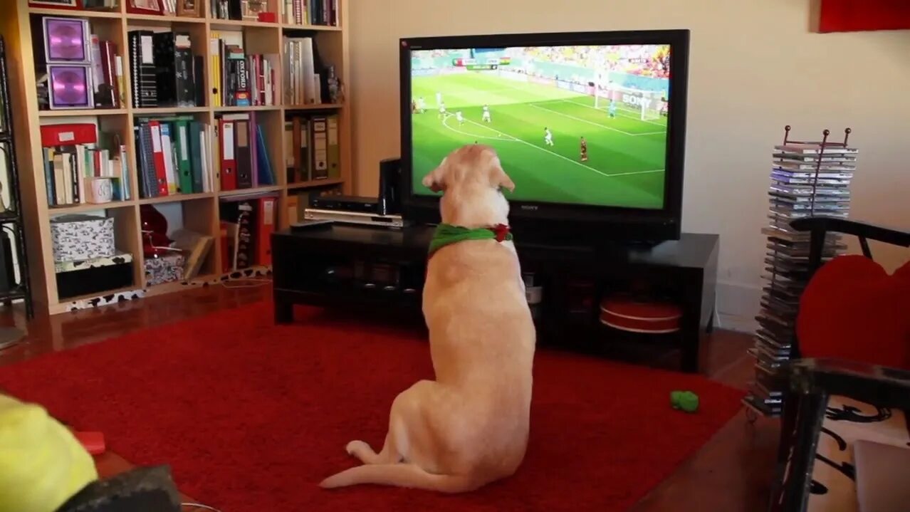 Животные и телевизор. Лабрадор и телевизор. Собаки телик. Собака смотрит телевизор.