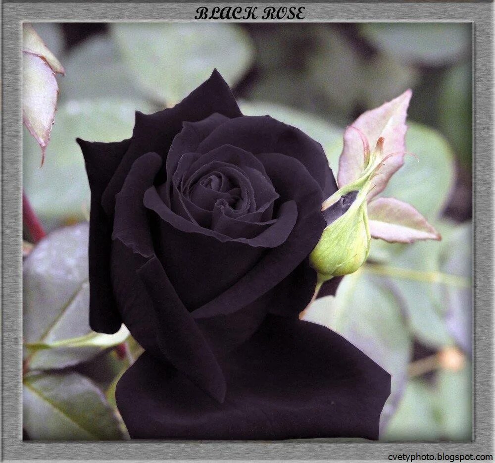 Черные розы Халфети.
