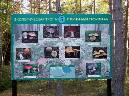 Экотропа школа жизни