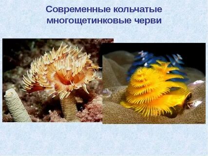 Кольчатые черви членистоногие