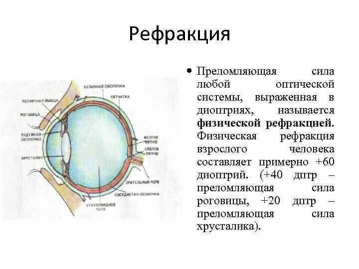 К оптической системе глаза относятся роговица хрусталик. Аномалии рефракции глаза. Оценка рефракции глаза. Преломляющая способность роговицы. Рефракция хрусталика.