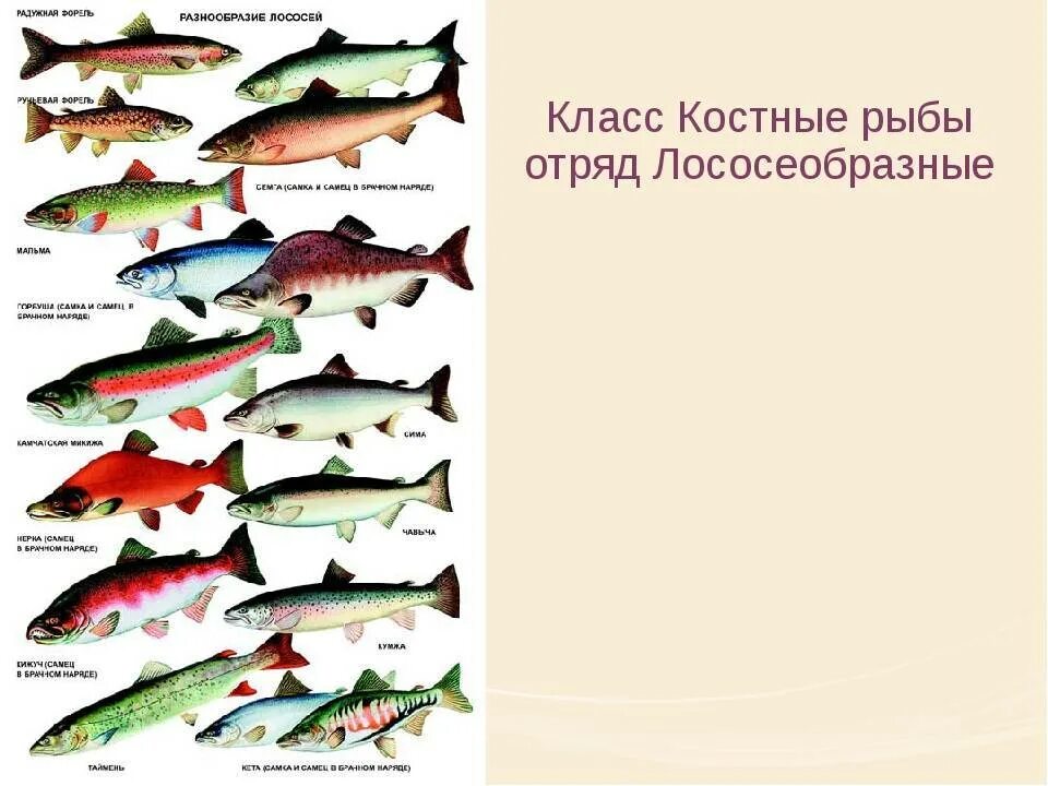 Какие бывают виды красной рыбы. Промысловая рыба семейства лососевых. класс костные рыбы отряд лососеобразные. красная рыба виды. белая рыба семейства лососевых.