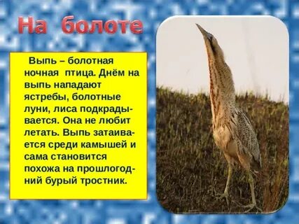 Выпь среда обитания