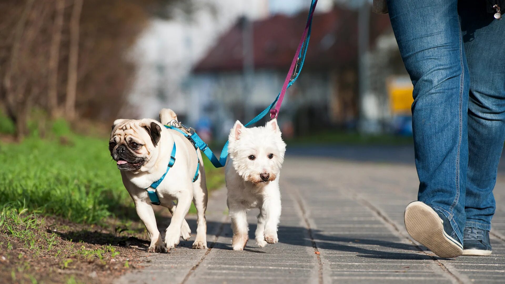 P p pet. Выгул собак. Гулять с собакой. Walk the Dog. Питомцы картинки.