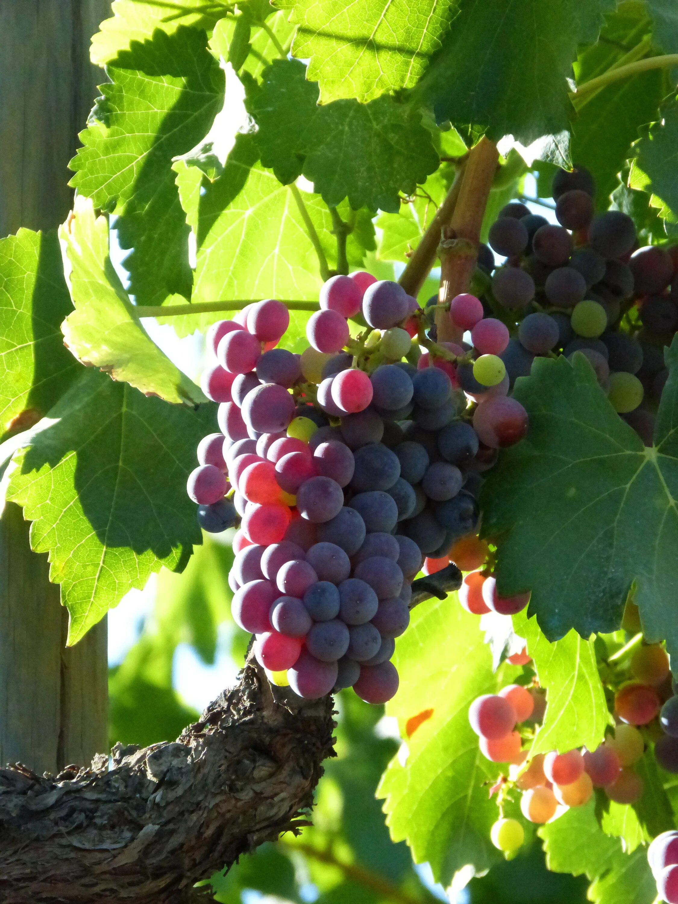 Виноградная лоза виноградник. Виноград Сенсо. Виноградная лоза с виноградом. Виноград растение лоза.