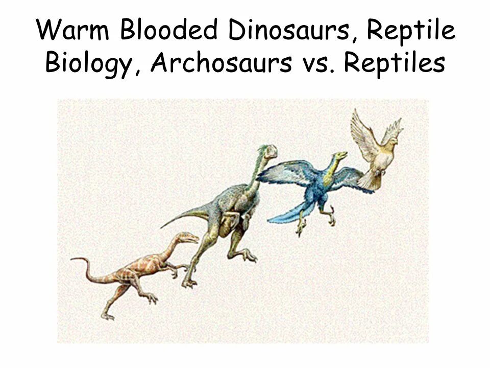 Птицы потомки. Динозавры предки птиц. Эволюция птиц. Эволюция динозавров. Эволюция птиц от динозавров.